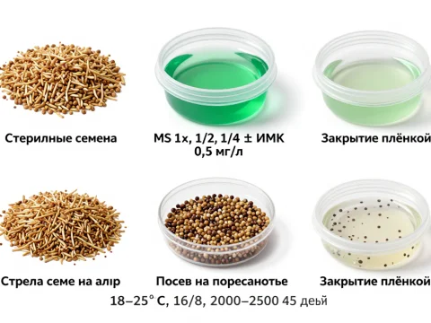 Plant Propagation Setup with Sterile Seeds and Growth Medium