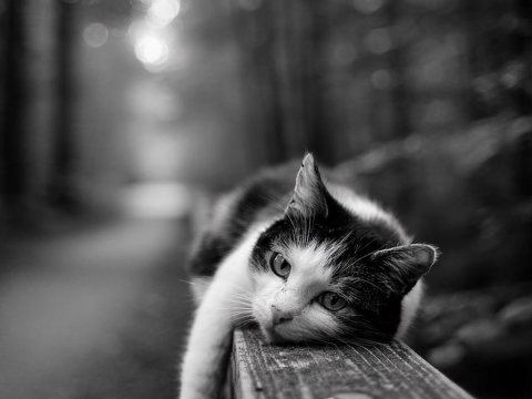 Serene Black and White Cat Portrait in Nature