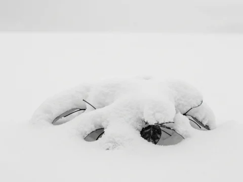 Snow-Covered Leaves in a Minimalist Winter Scene