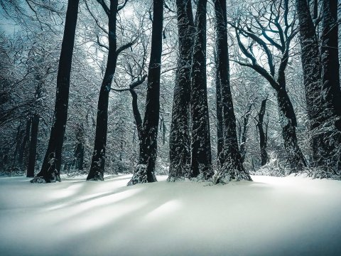 Snow-Covered Winter Forest with Tall Trees