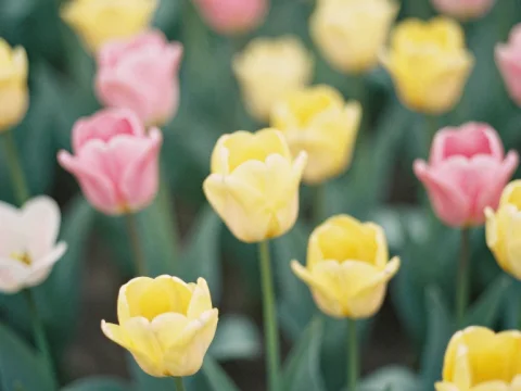 Soft Focus Yellow and Pink Tulip Field