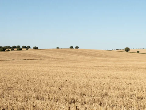 Sunny Andalusian Wheat Field Under Clear Blue Sky