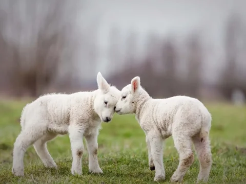 Two Adorable Lambs Touching Heads in a Green Field
