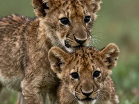 Two Adorable Lion Cubs in Natural Habitat