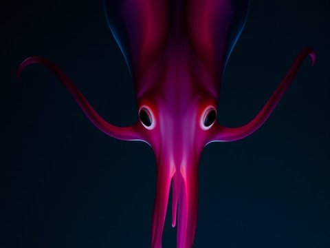 Vampire Squid Gliding in Deep Ocean