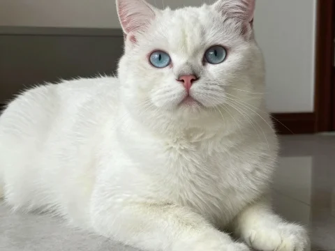 White Cat with Striking Blue Eyes Relaxing Indoors