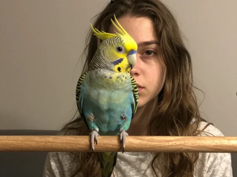 Young Woman with Colorful Budgerigar on Perch